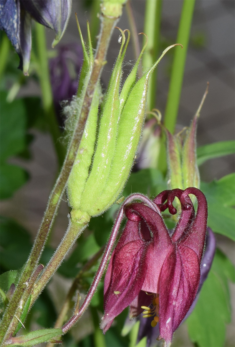 Image of Aquilegia vulgaris specimen.