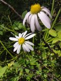 Chrysanthemum zawadskii. Цветущее растение в соседстве с побегами Rosa sp. Иркутская обл., Баяндаевский р-н, окр. с. Ользоны, берёзово-осиновый лес, опушка. 28.08.2016.