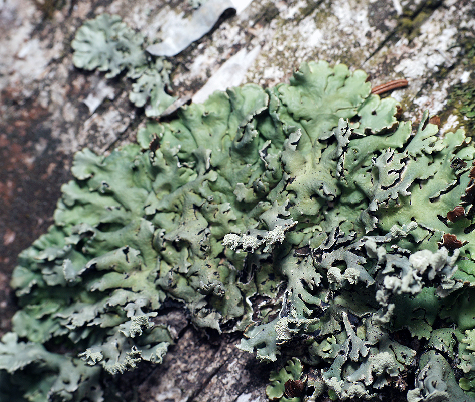 Image of Hypogymnia physodes specimen.