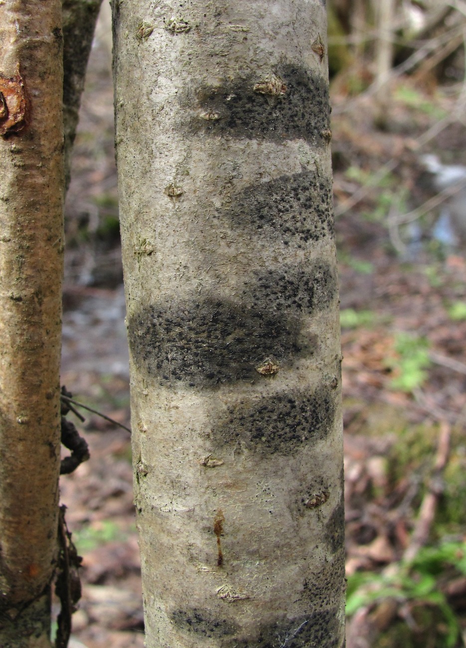 Изображение особи семейство Arthoniaceae.