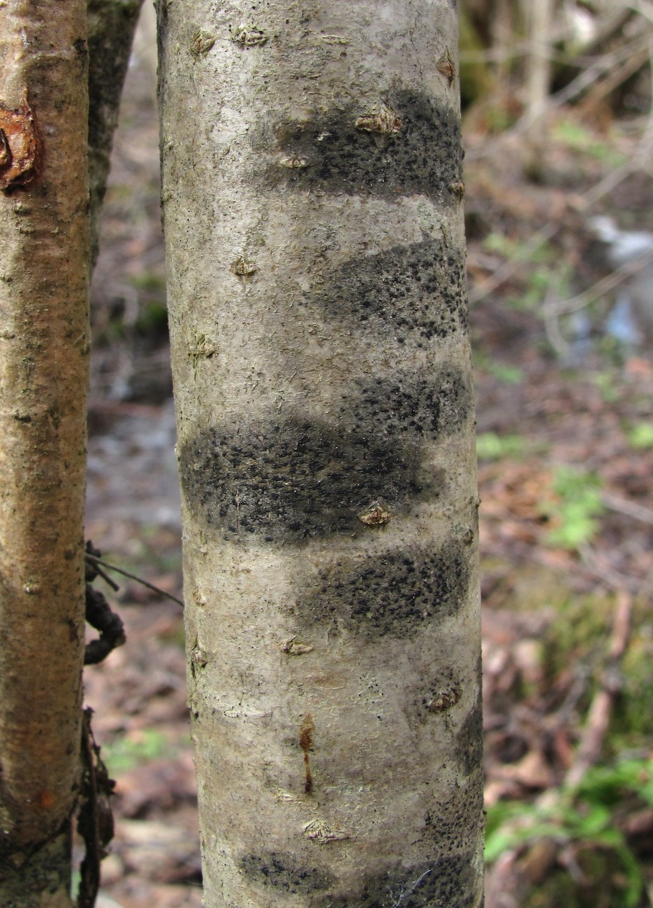 Image of familia Arthoniaceae specimen.