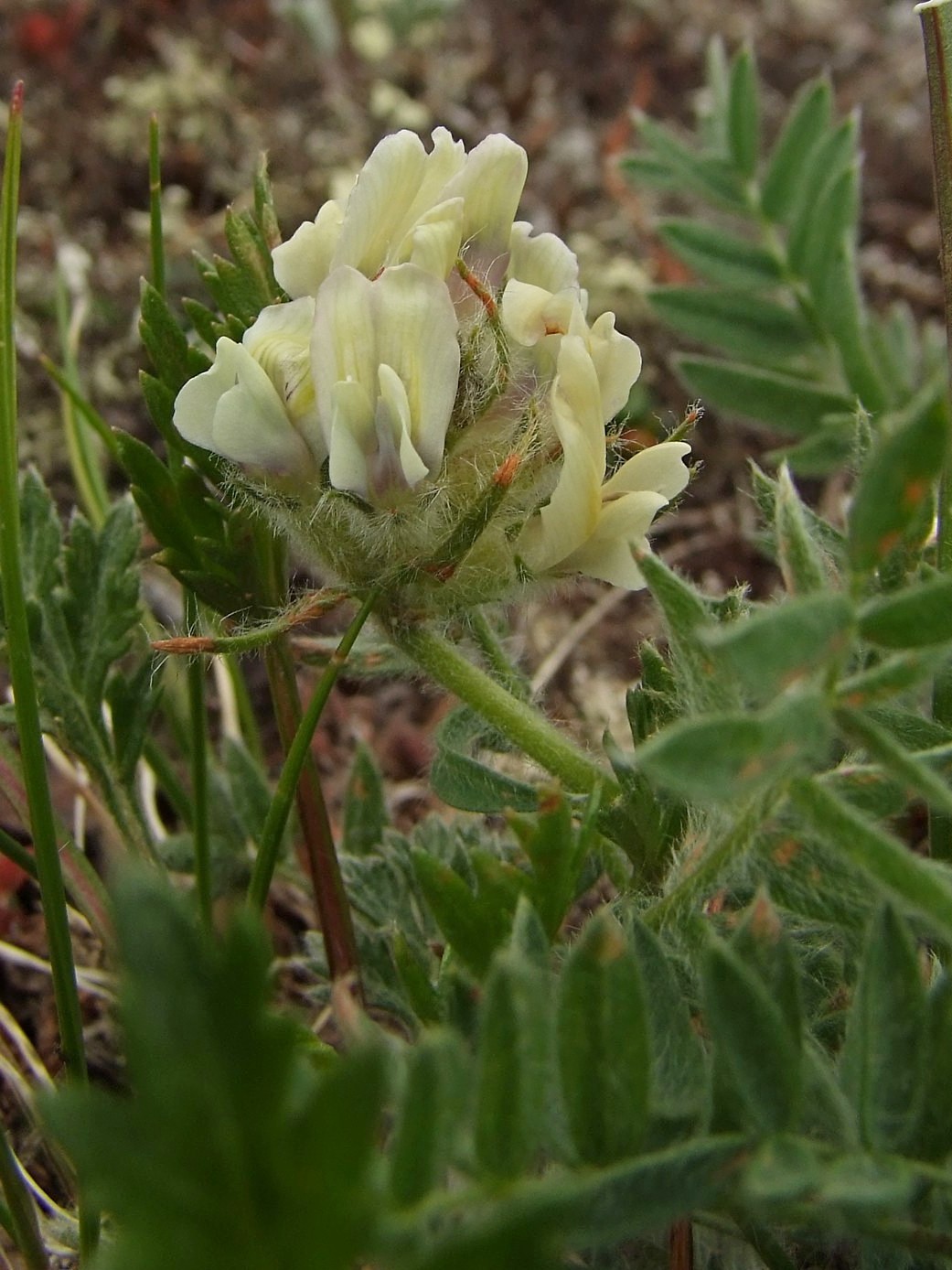 Изображение особи Oxytropis evenorum.