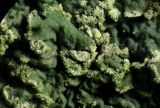 Flavopunctelia soredica