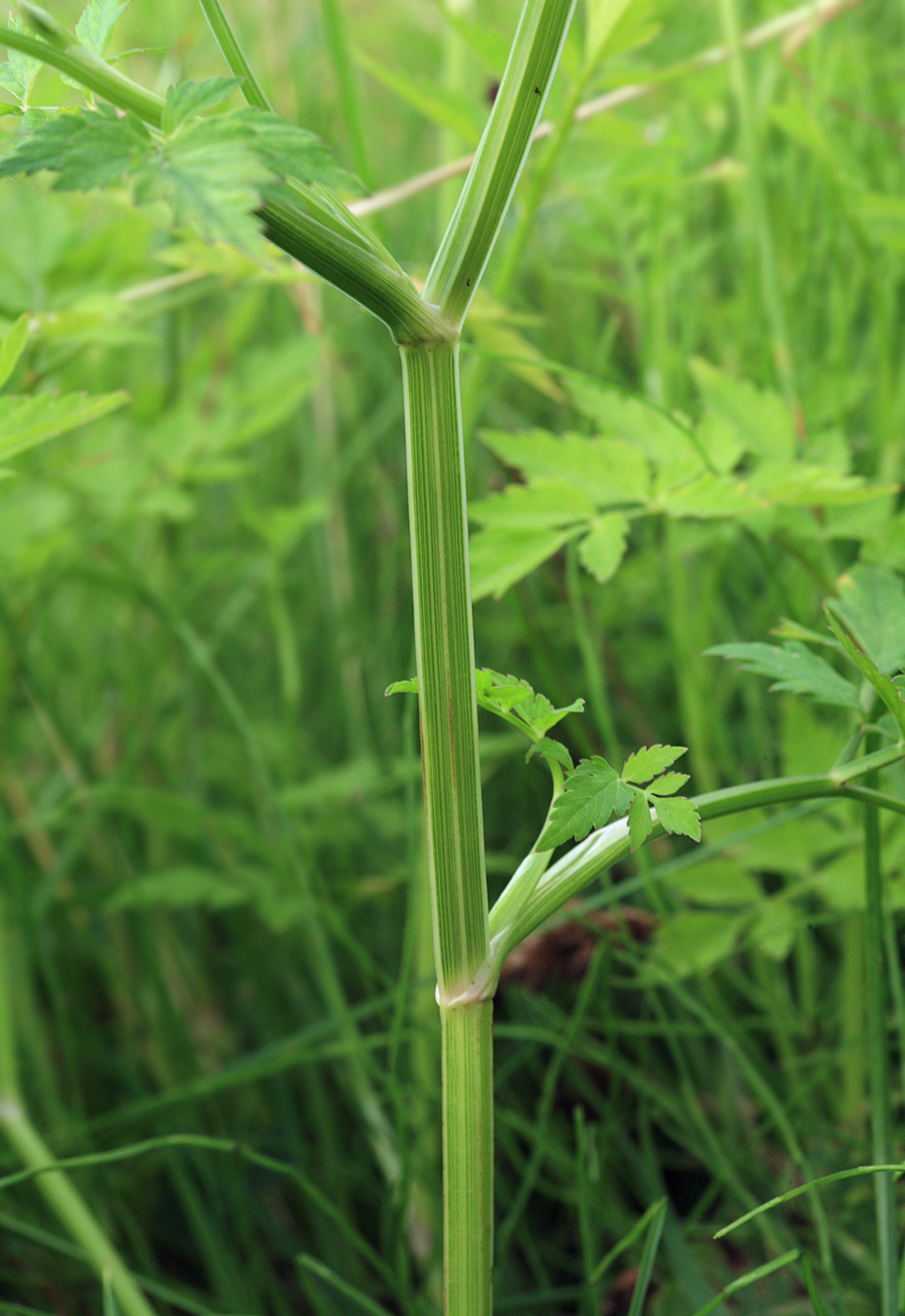 Image of Oenanthe javanica specimen.