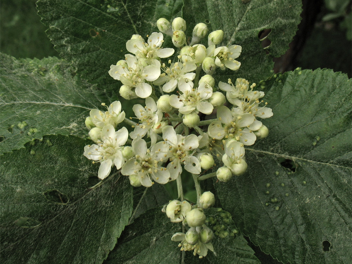 Image of Sorbus aria specimen.