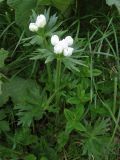 Anemonastrum narcissiflorum