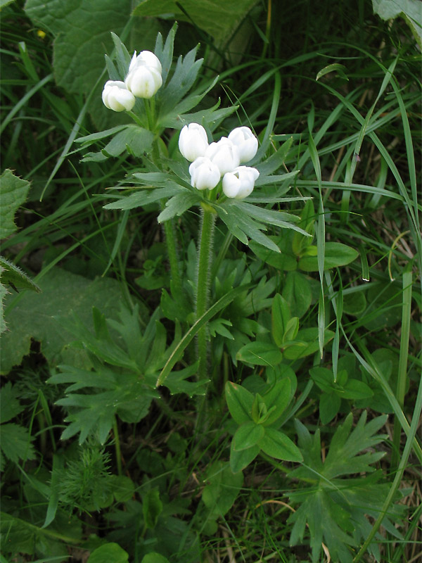 Image of Anemonastrum narcissiflorum specimen.