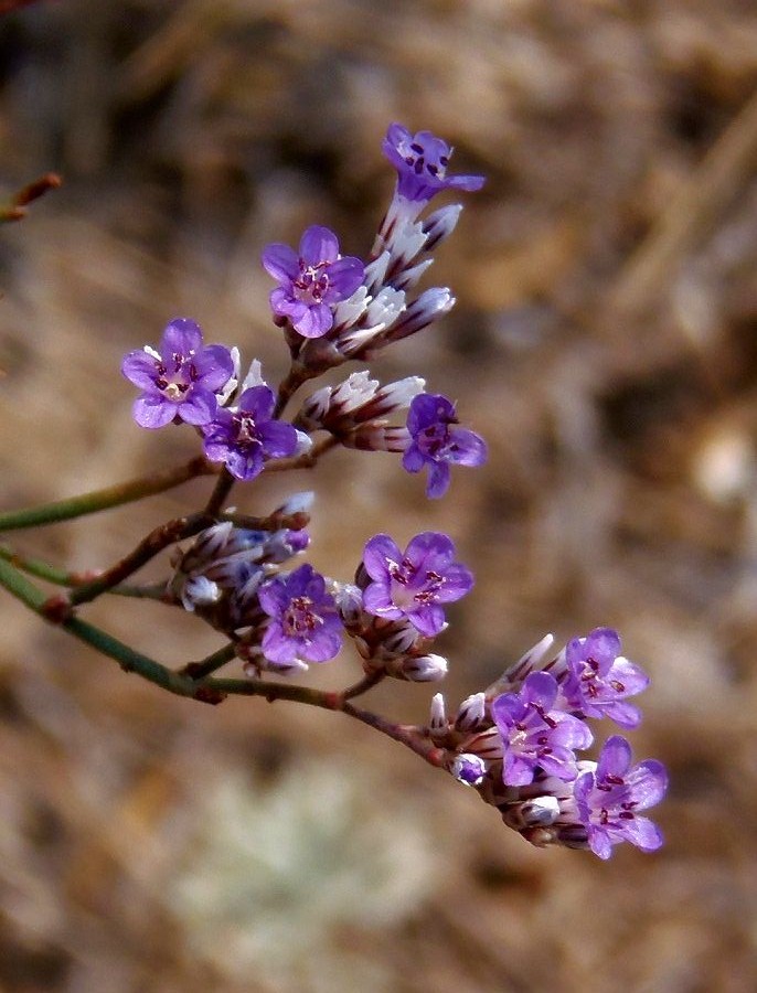 Изображение особи Limonium bungei.