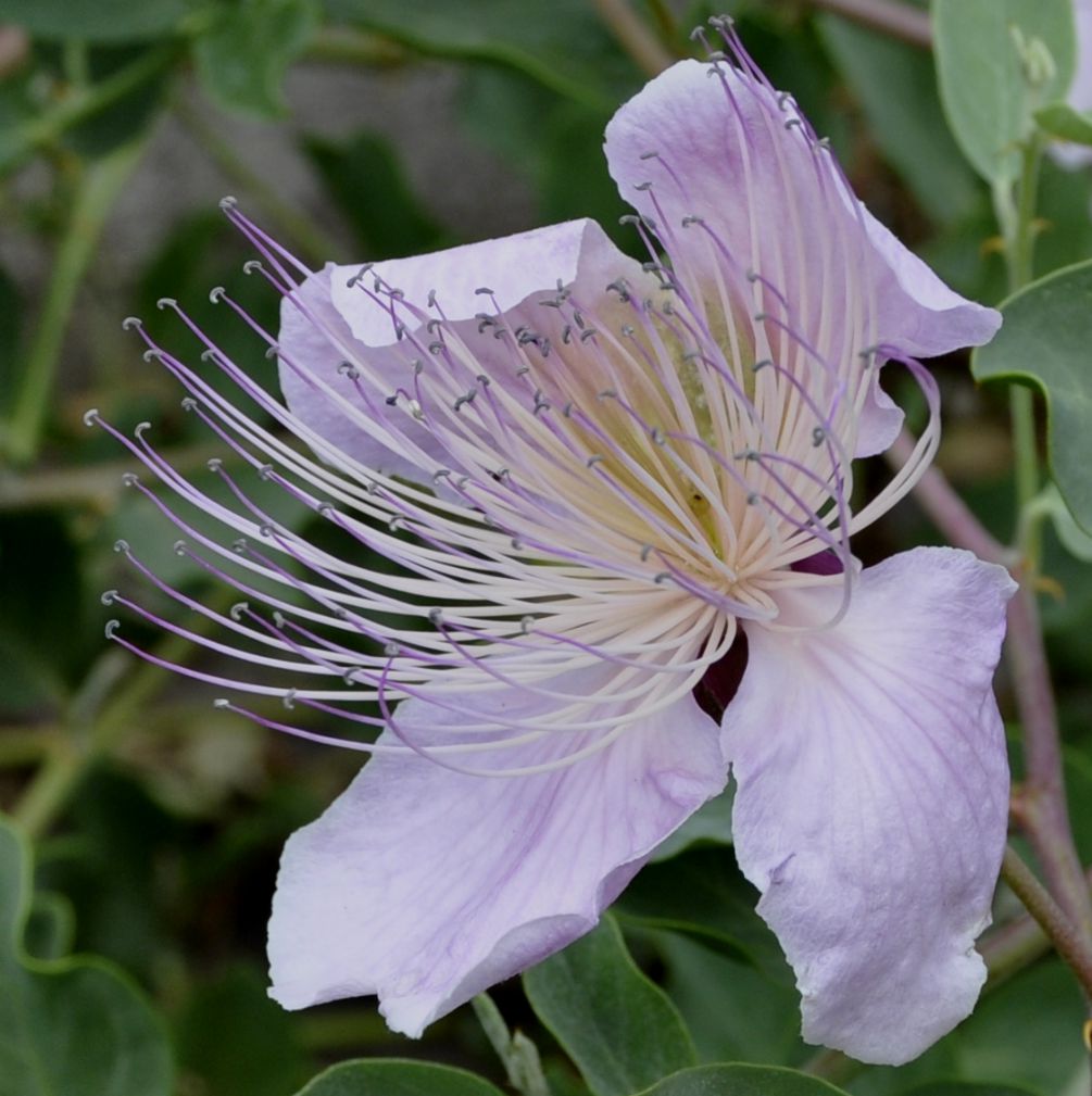 Изображение особи Capparis sicula.