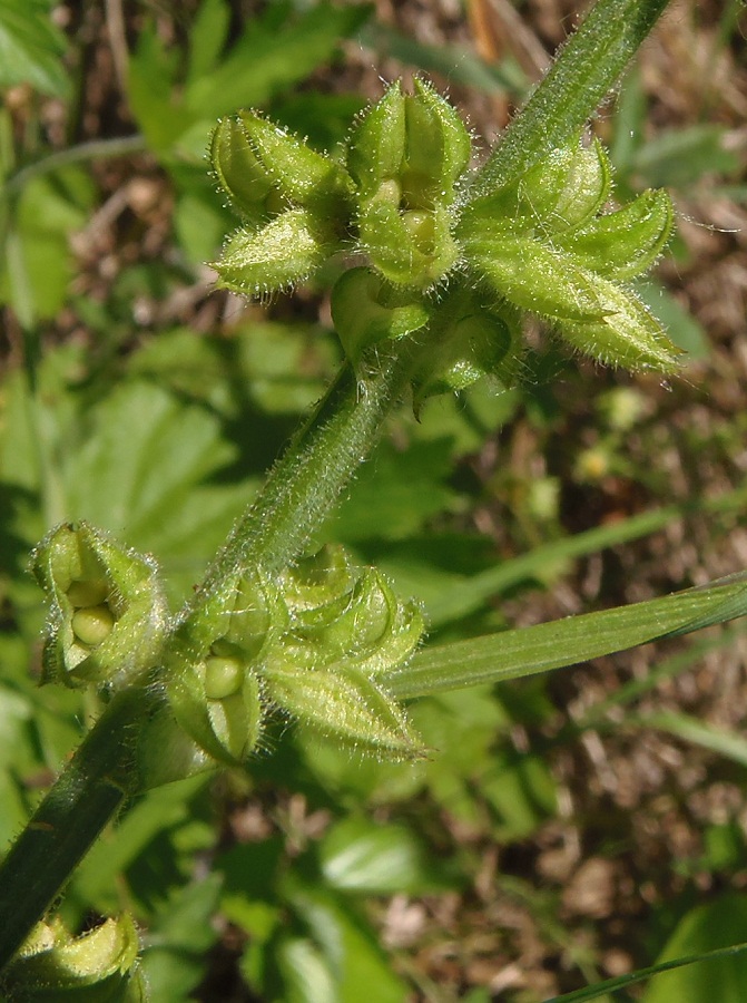 Изображение особи Salvia stepposa.