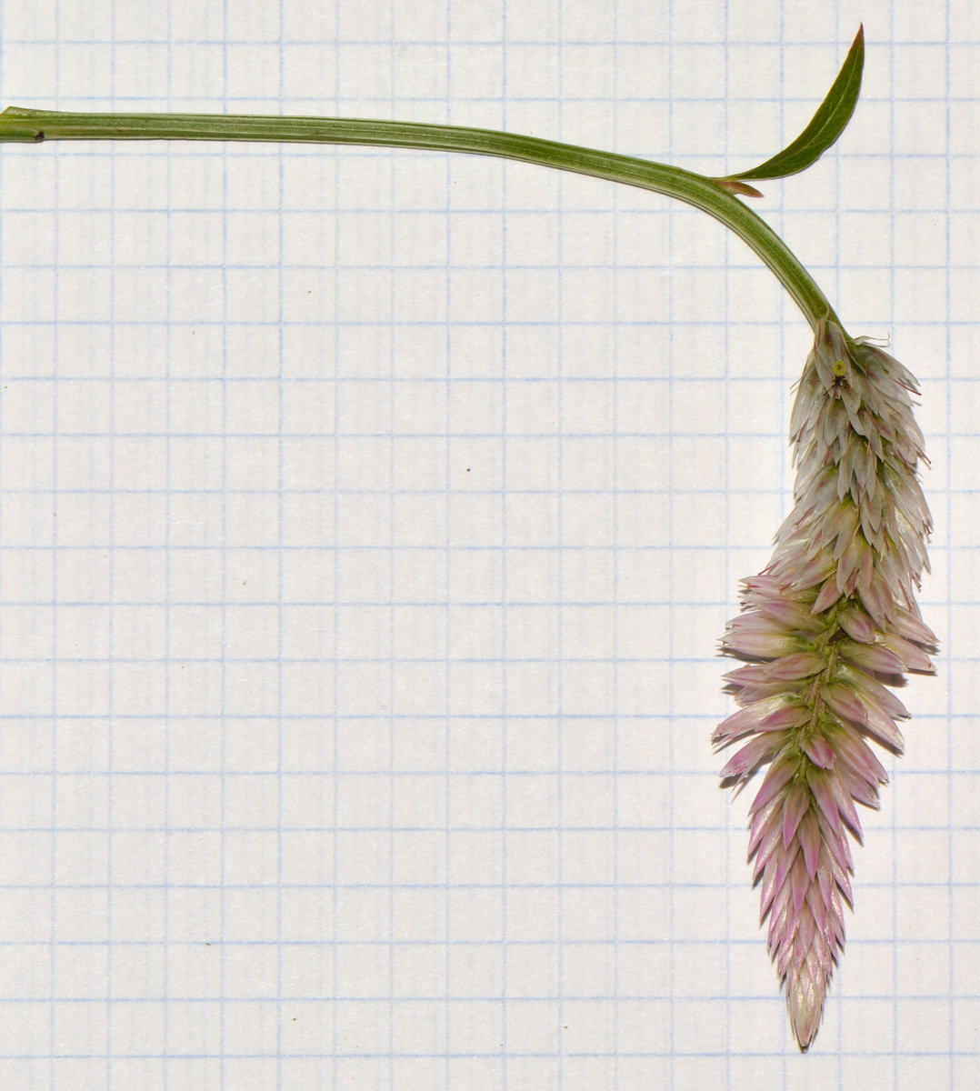 Image of Celosia spicata specimen.