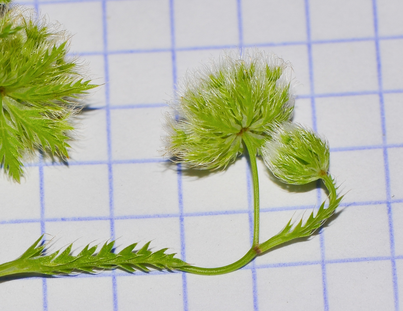 Image of Lagoecia cuminoides specimen.