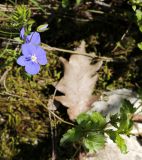 Veronica umbrosa