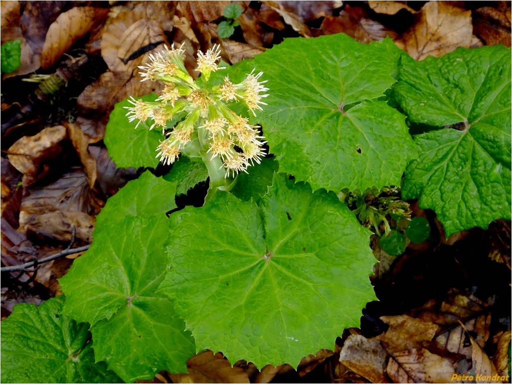 Image of Petasites albus specimen.