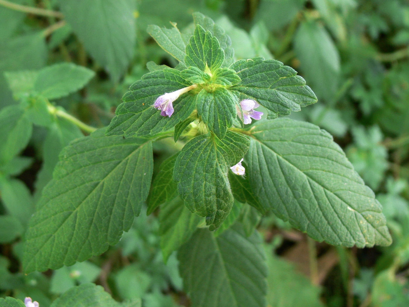 Изображение особи Galeopsis bifida.