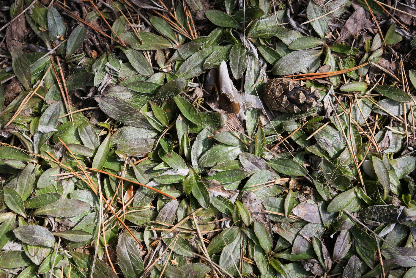 Image of Pilosella officinarum specimen.