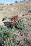 Rheum turkestanicum