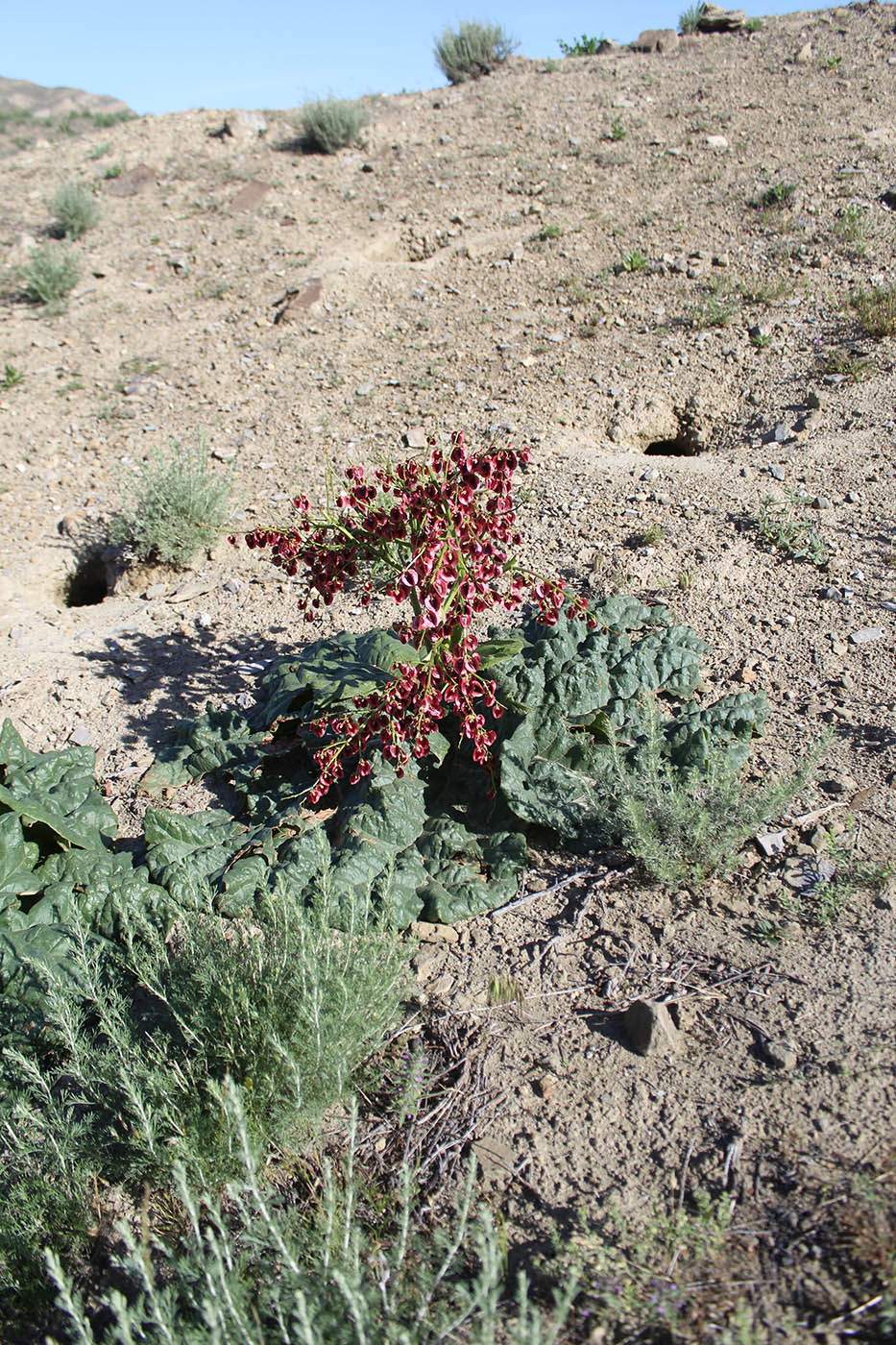 Изображение особи Rheum turkestanicum.