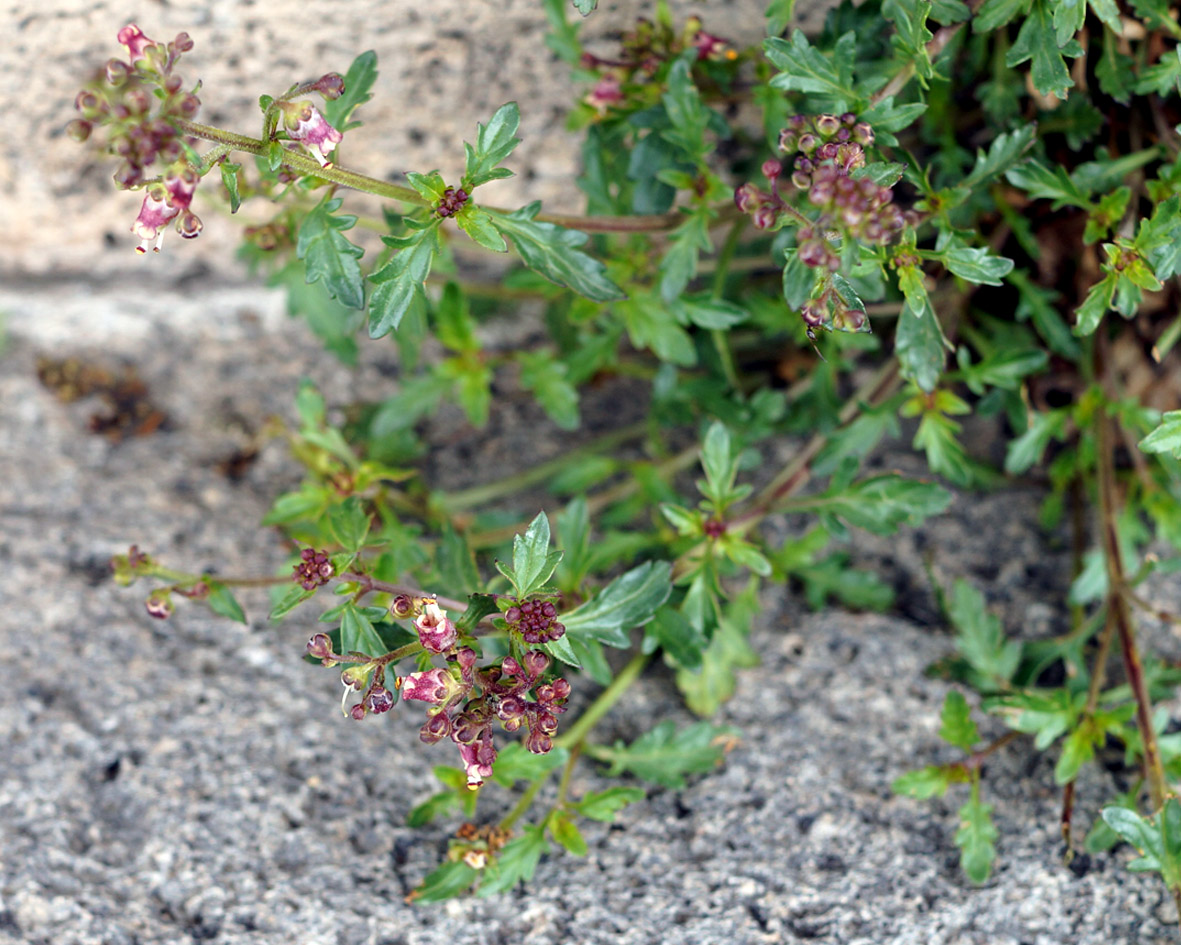 Изображение особи Scrophularia rostrata.