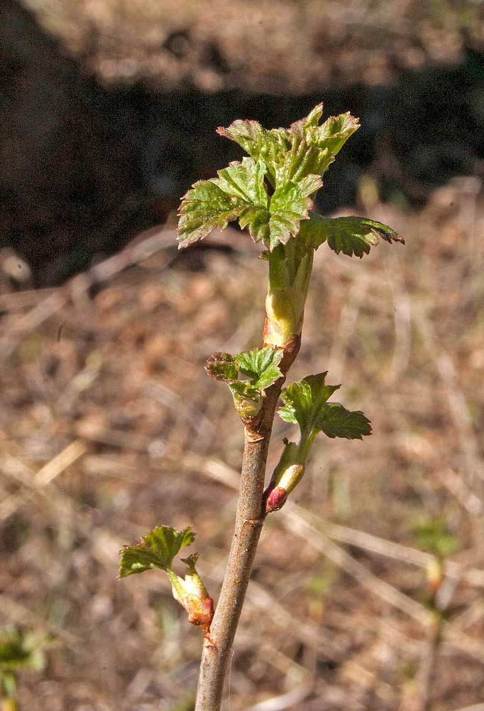 Изображение особи Ribes nigrum.