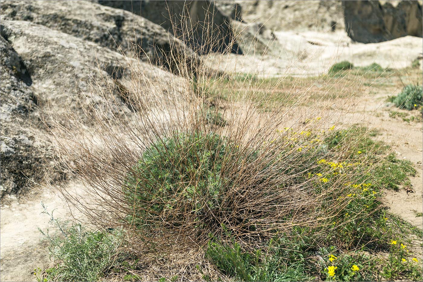 Изображение особи Artemisia marschalliana.