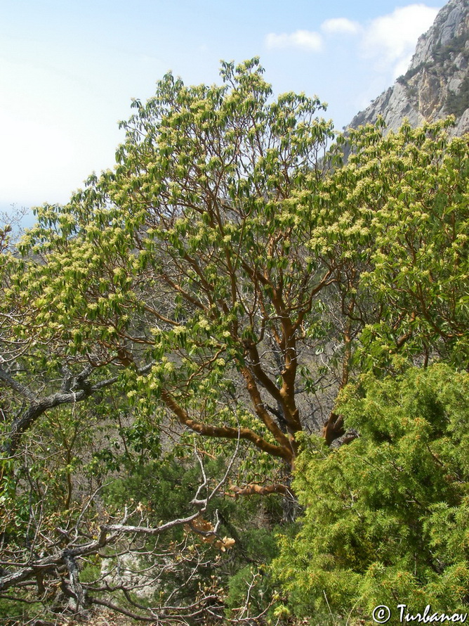 Изображение особи Arbutus andrachne.