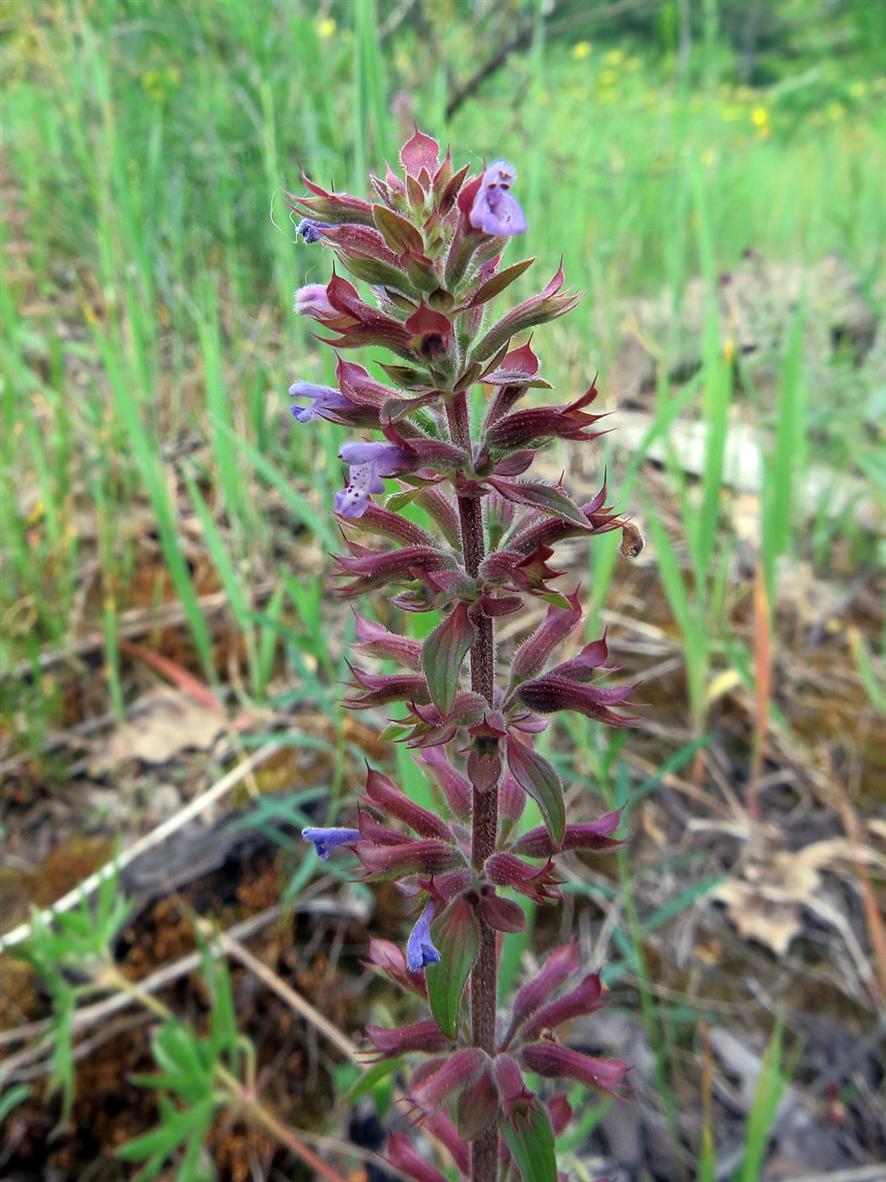 Изображение особи Dracocephalum thymiflorum.