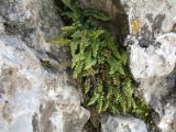 Asplenium viride
