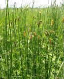 Equisetum ramosissimum. Спороносящие растения. Республика Адыгея, Красногвардейский р-н, аул Хатукай, влажный луг между защитной дамбой р. Кубань и ирригационным каналом. 18.06.2017.