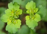 Chrysosplenium alternifolium. Цветки и прицветные листья. Новгородская обл., Валдайский р-н. 17.05.2007.