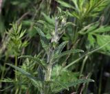 Campanula cervicaria. Верхушка побега с формирующимися соцветиями. Московская обл., Раменский р-н, окр. ж.-д. платформы Хрипань, просека под ЛЭП. 04.07.2017.