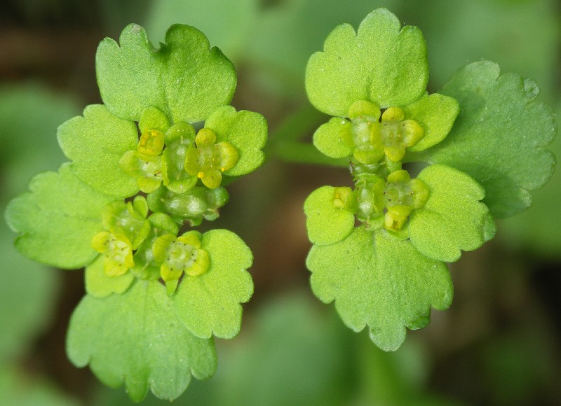 Image of Chrysosplenium alternifolium specimen.