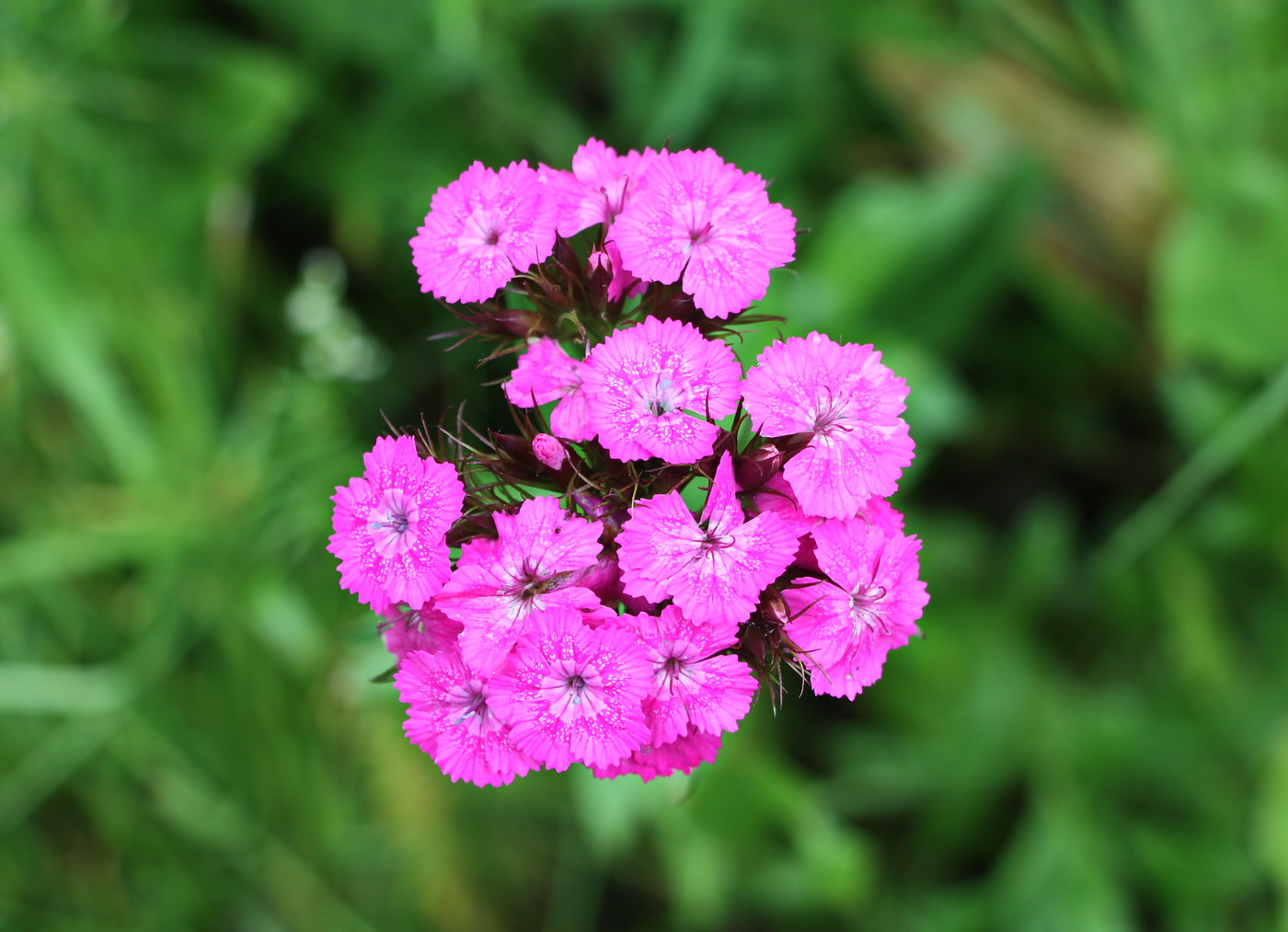 Изображение особи Dianthus barbatus.