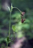 Lilium pilosiusculum. Верхушка плодоносящего растения. Пермский край, г. Пермь, Кировский р-н, сосновый бор. 16.07.2017.