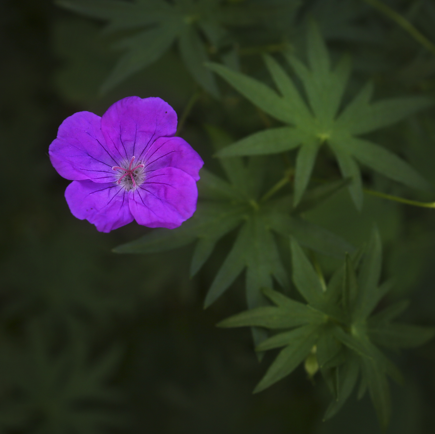 Изображение особи Geranium sanguineum.