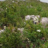 Clematis hexapetala