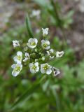 Capsella bursa-pastoris