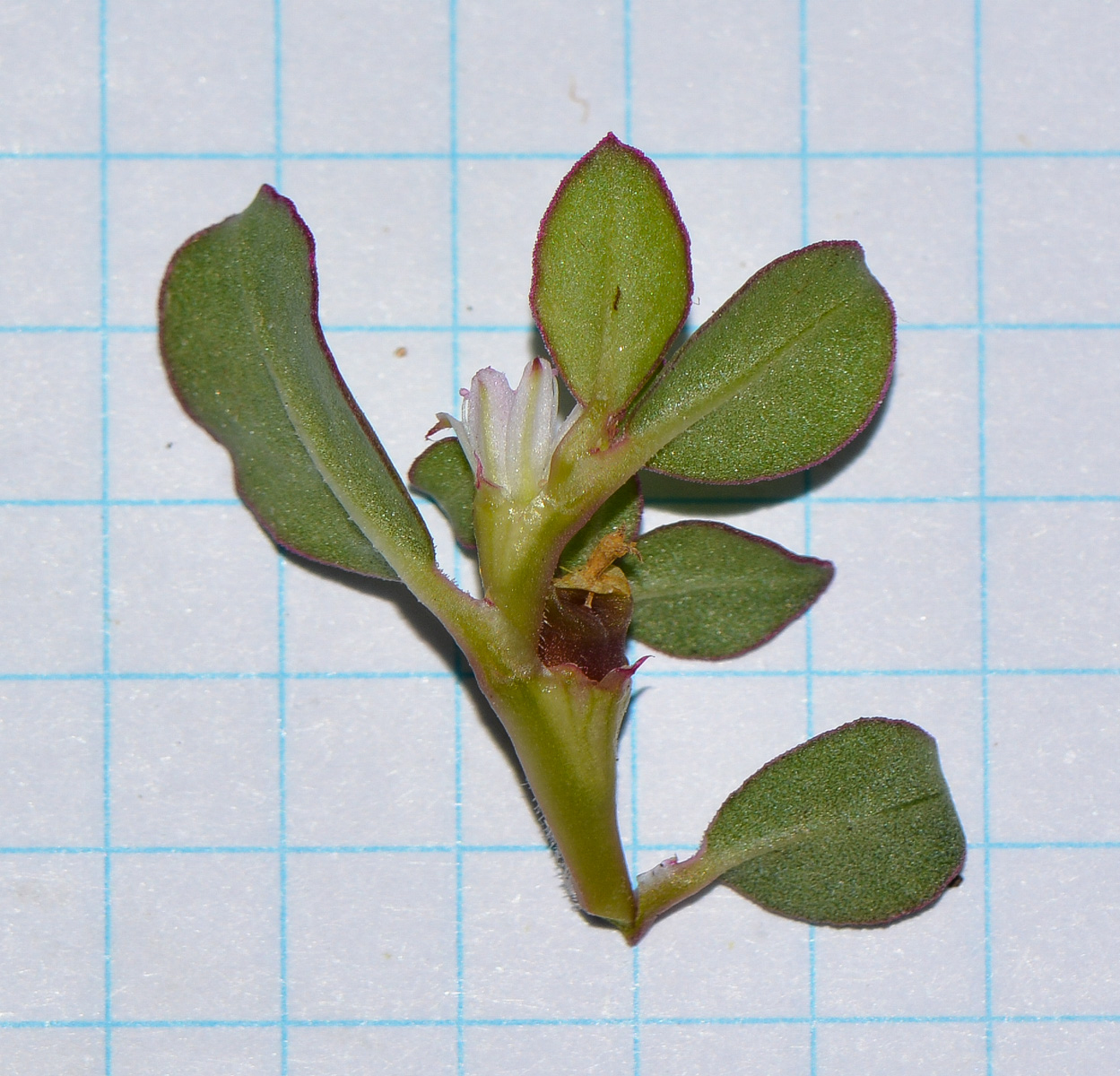 Изображение особи Trianthema portulacastrum.