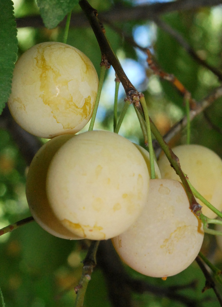 Image of Prunus cerasifera specimen.