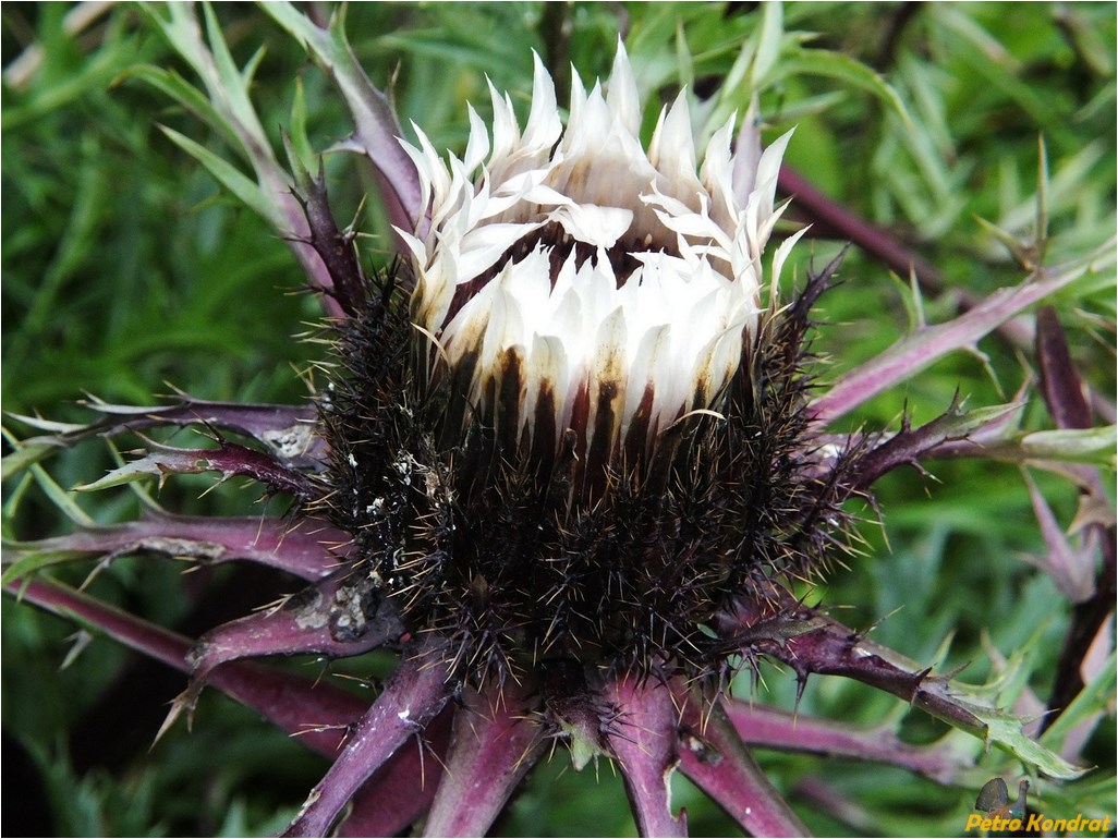 Image of Carlina cirsioides specimen.