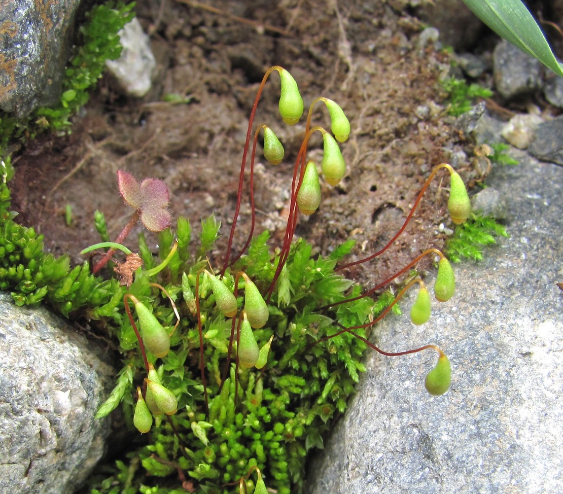 Image of genus Bryum specimen.