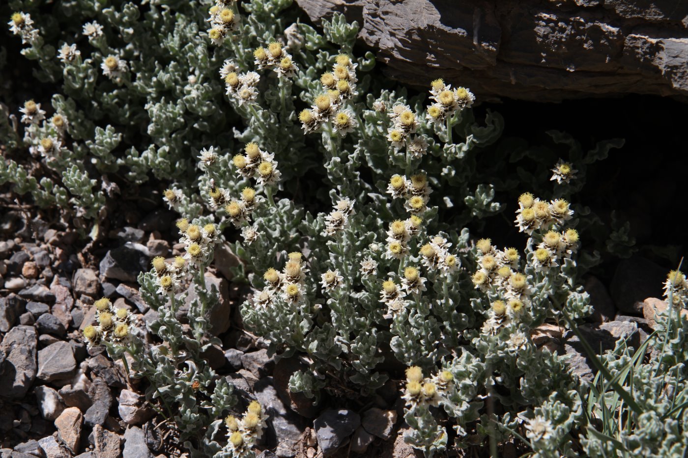 Image of Anaphalis sarawschanica specimen.