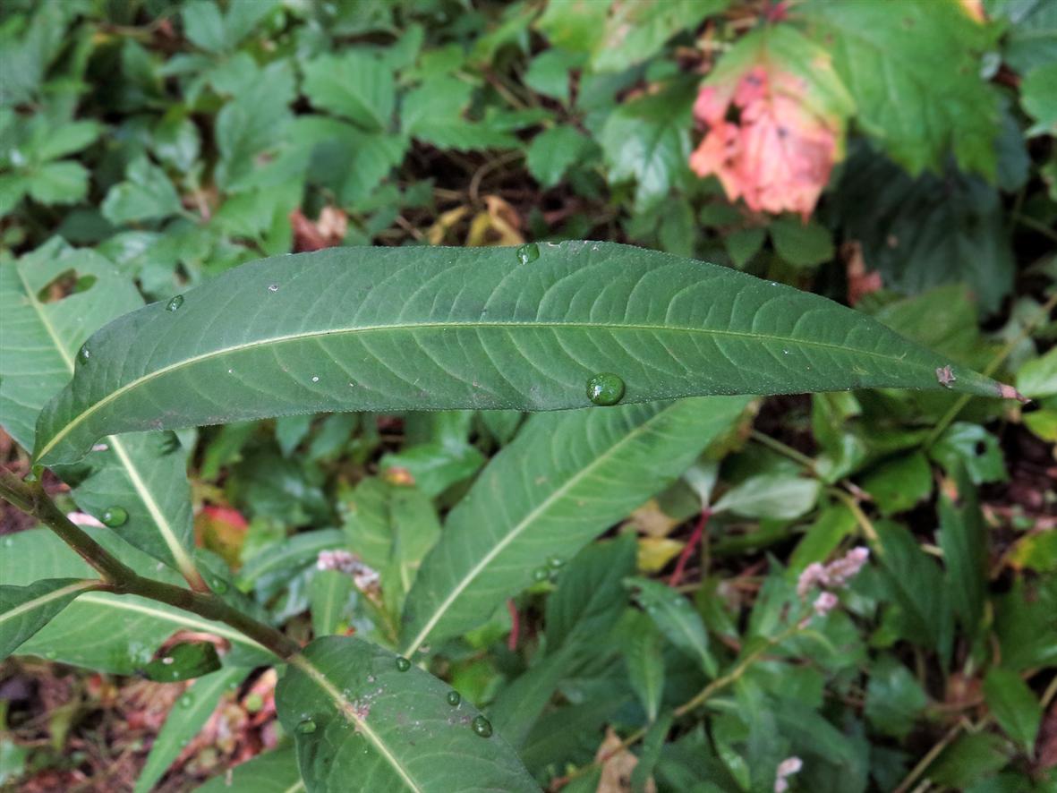 Image of Persicaria maculosa specimen.