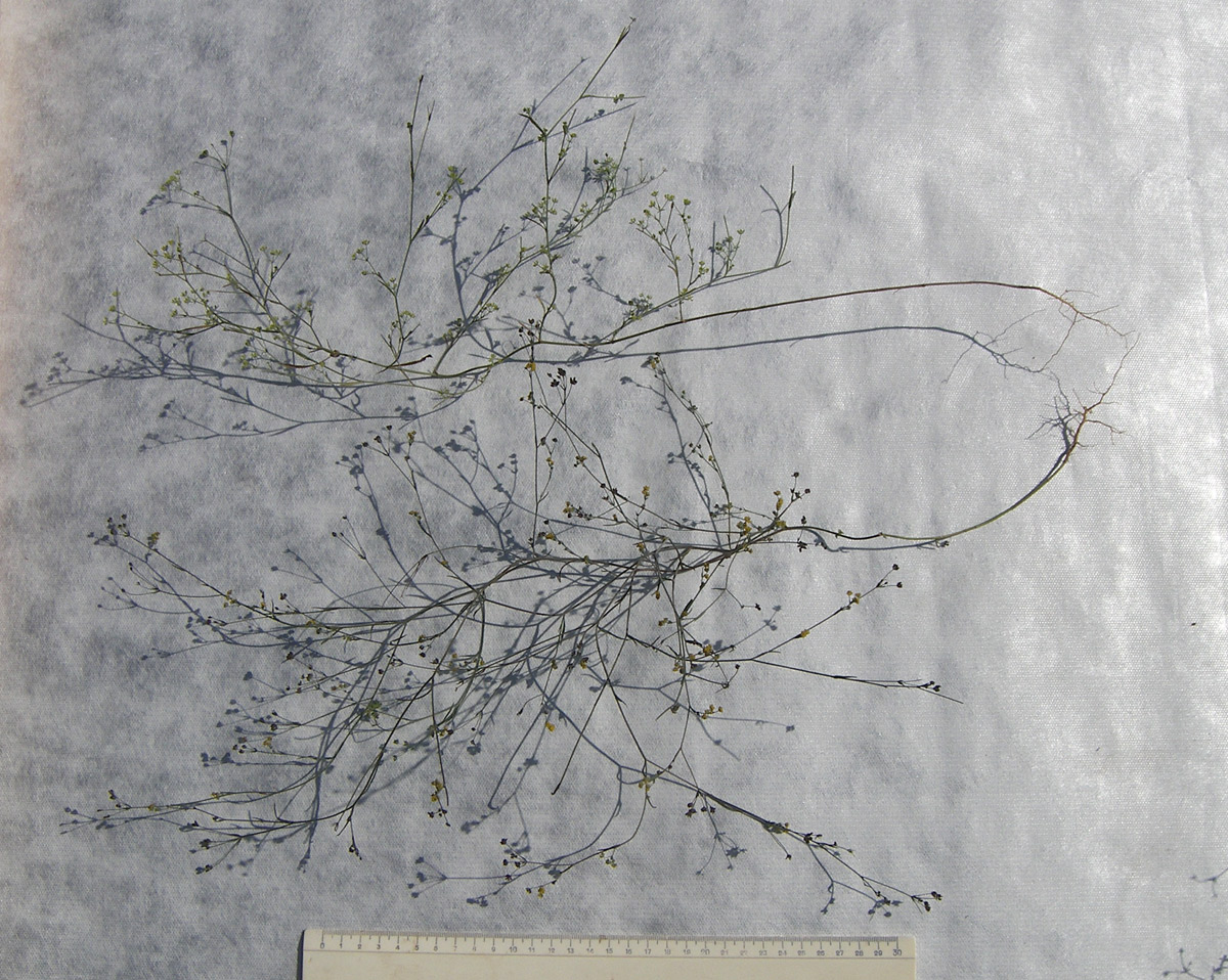 Image of Bupleurum marschallianum specimen.