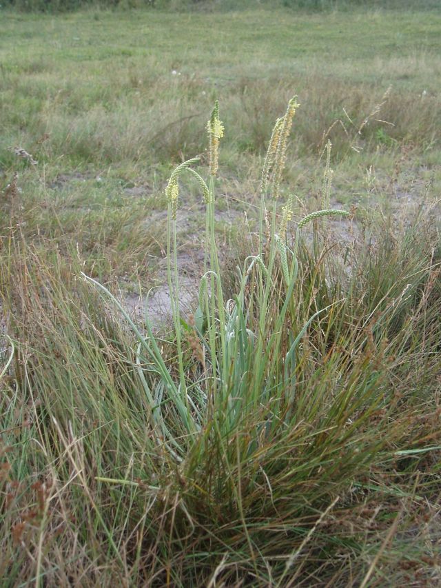 Изображение особи Plantago salsa.