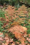 Osmunda japonica