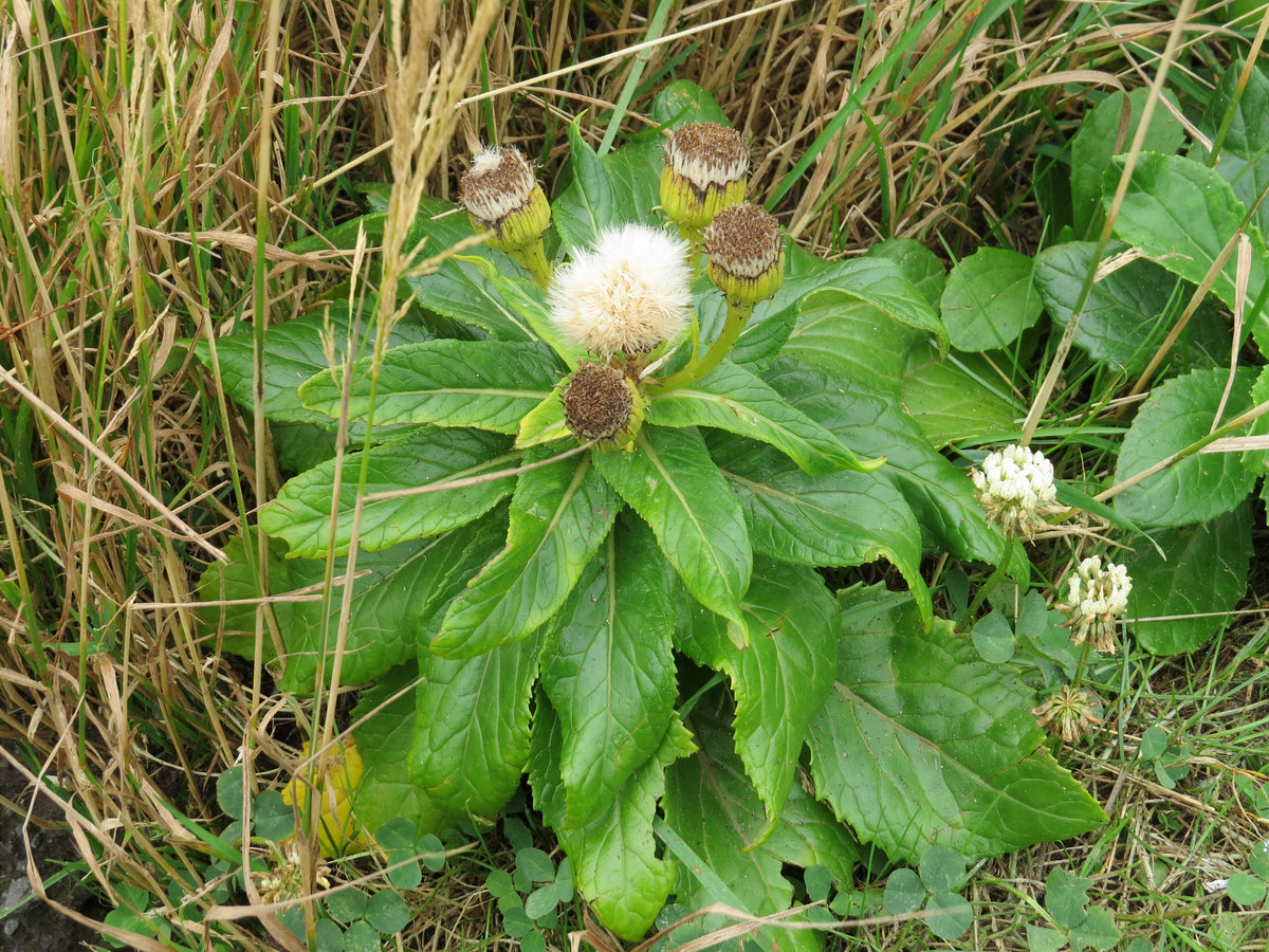 Image of Senecio pseudoarnica specimen.