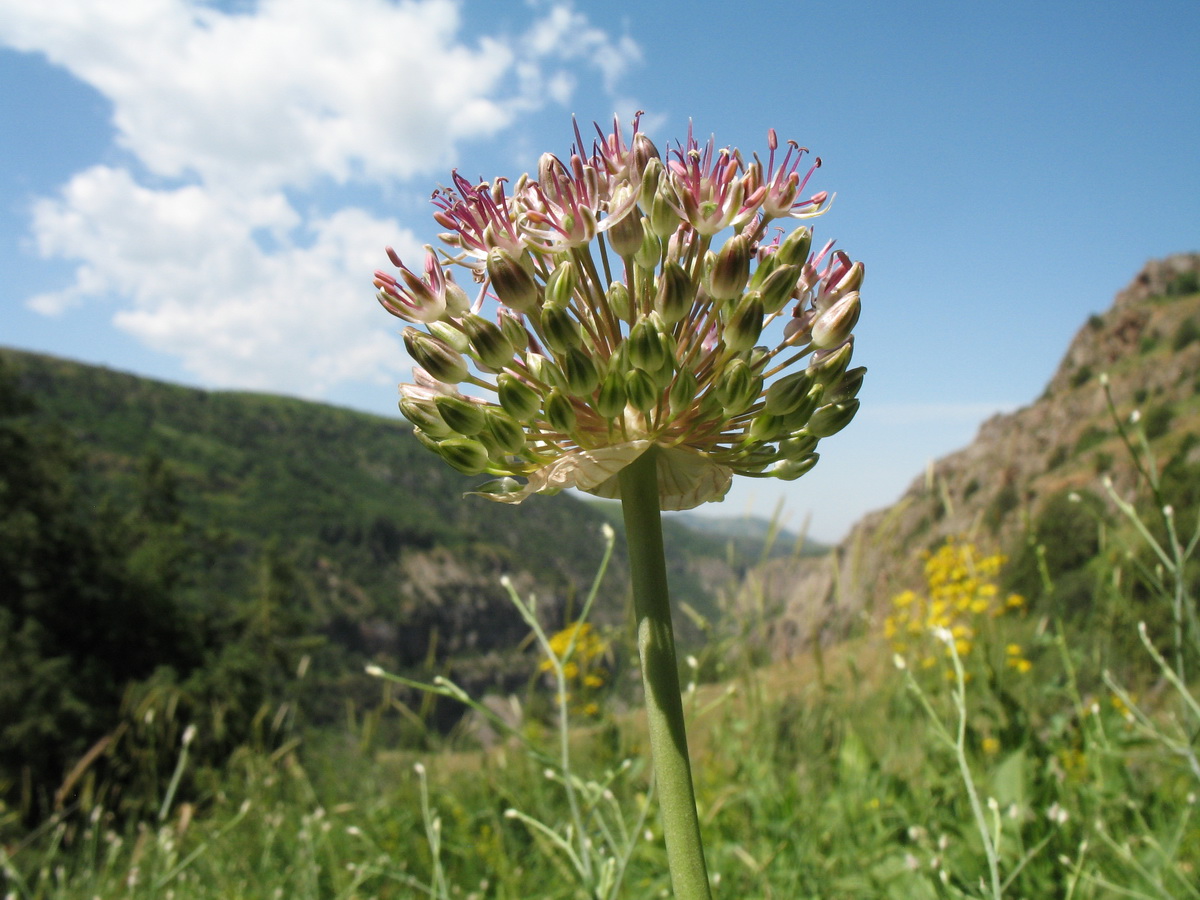 Image of Allium taschkenticum specimen.