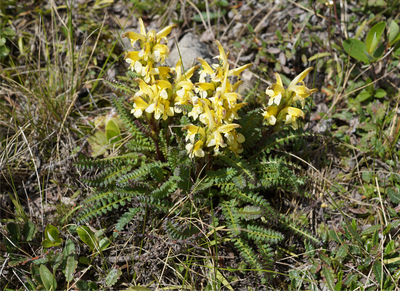 Изображение особи Pedicularis oederi.