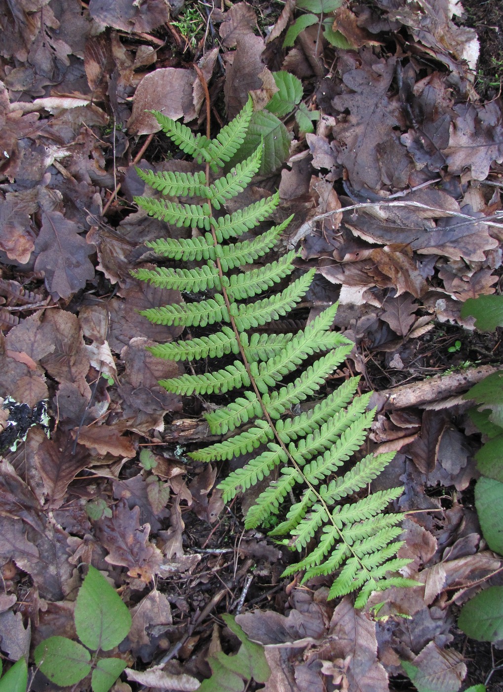 Image of Dryopteris filix-mas specimen.